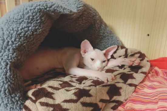 猫一天吃100克猫粮多吗