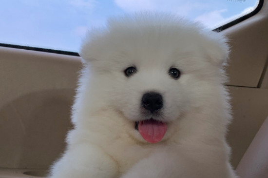萨摩耶犬掉毛程度