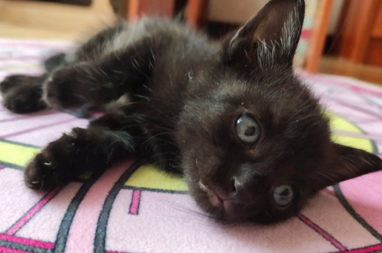 猫不能喝牛奶的原因