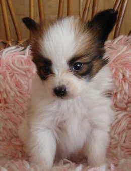 蝴蝶犬