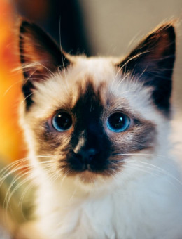 暹罗猫
