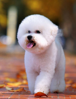 比熊犬