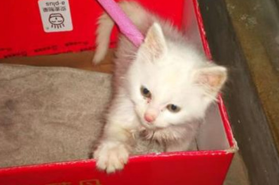 猫咪突然不吃猫粮