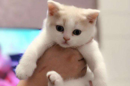 幼猫一天吃多少猫粮