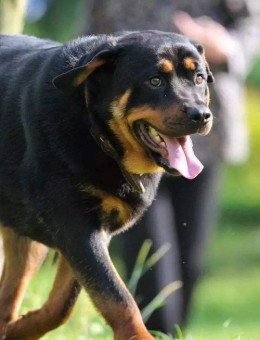 罗威纳犬
