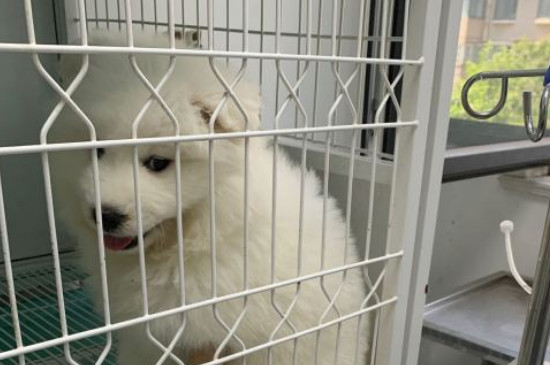 萨摩耶犬掉毛程度