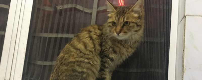 猫为什么不能吃盐