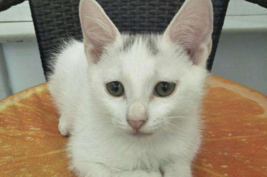 小猫不吃猫粮怎么办