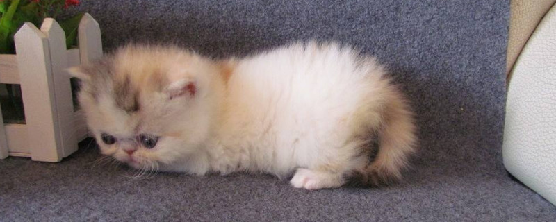 幼猫一天吃多少猫粮