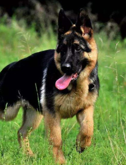 德国牧羊犬