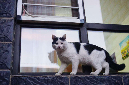 成年猫一天吃多少猫粮