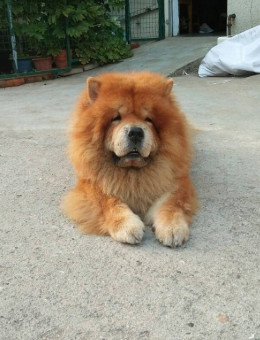 松狮犬