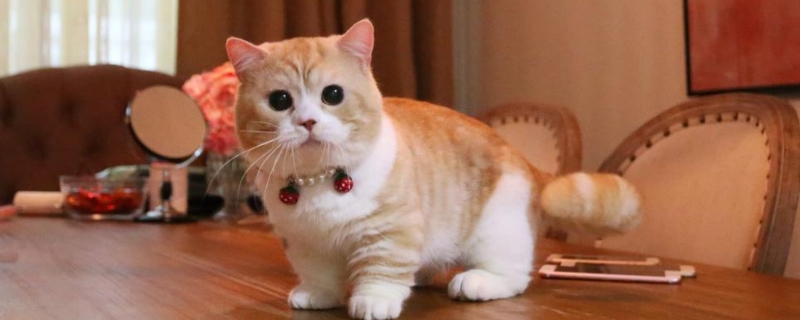 猫丢了怎么找回来