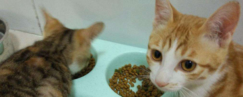 晚上要不要放猫粮，猫半夜需要吃饭吗