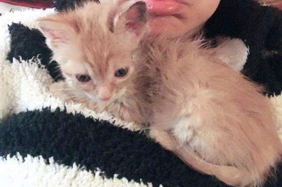 猫趴在主人胸口睡觉说明什么