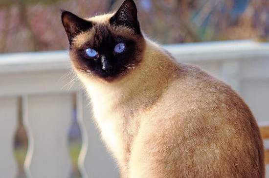 成猫可以吃幼猫粮吗，成年猫吃幼猫粮有没有影响