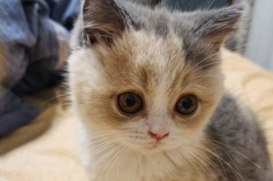 猫不小心吃了蛋白怎么办