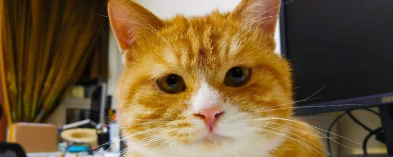 猫粮没了吃什么应急，用什么可以临时做猫粮
