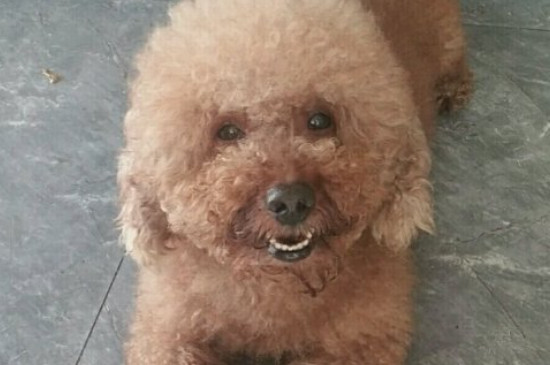 贵宾犬掉毛程度