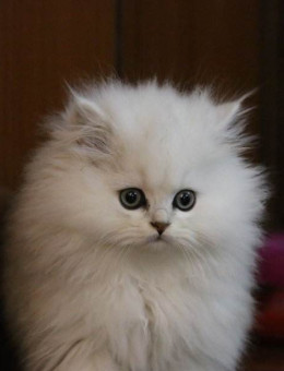 金吉拉猫