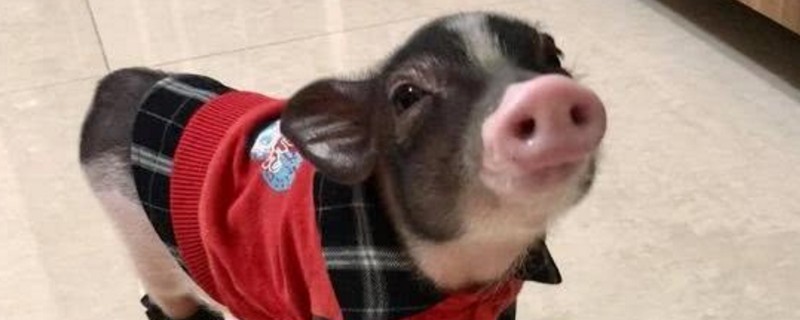 养小香猪多久才听话