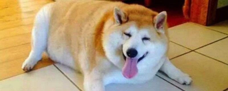 狗狗太胖了怎么减肥