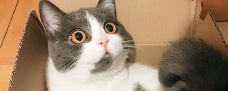 母猫闹猫的表现