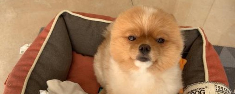 好养不咬人的小型犬