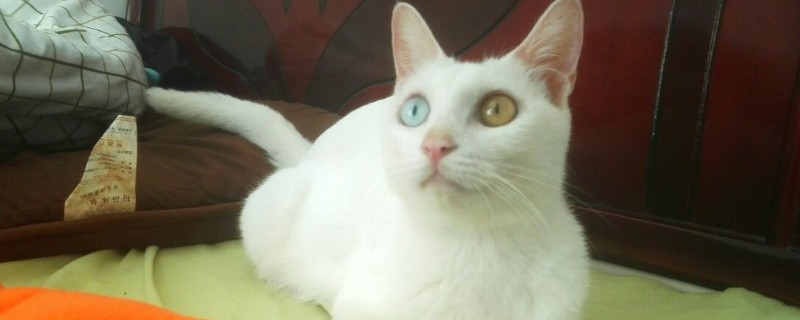 木天蓼一次让猫玩多久