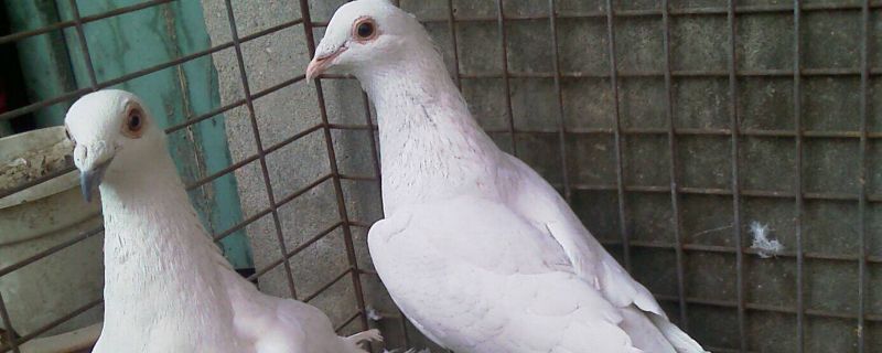鸽子拉屎窝里解决办法