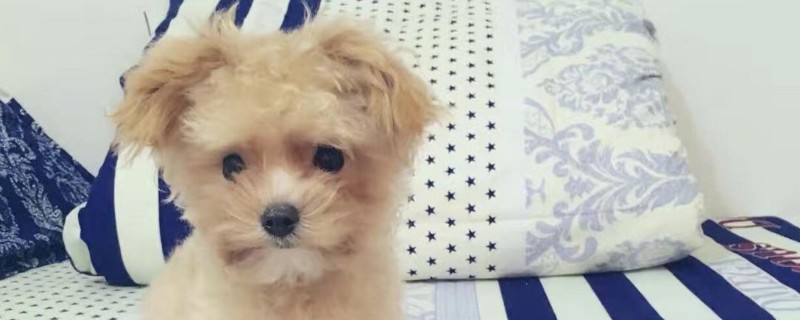 狗狗为什么不能吃蛋白
