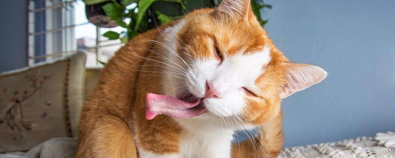 猫吃了白蚁怎么办