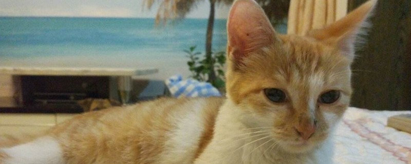 猫突然吐了怎么回事