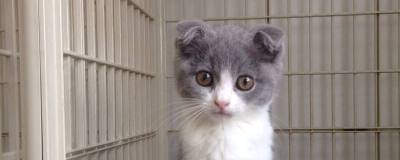 2个月小猫怎么喂养