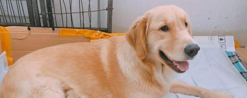 狗怀孕多久生产