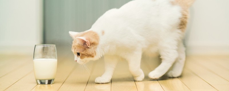 猫猫可以喝牛奶么