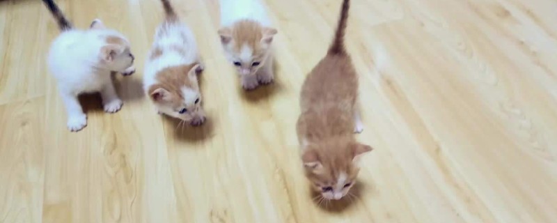 小奶猫可以洗澡吗