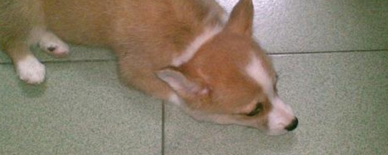 狗狗流脓鼻涕吃什么药