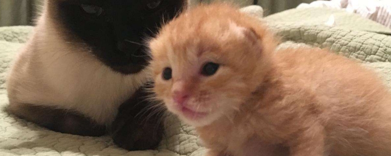 小奶猫眼屎多是什么原因
