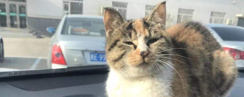 公猫几个月绝育