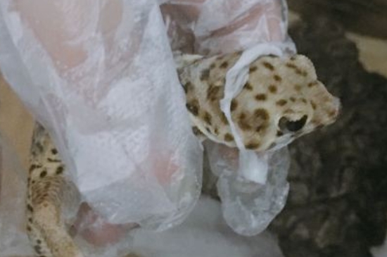 宠物蜥蜴价格及品种，现在市场上蜥蜴卖多少钱？