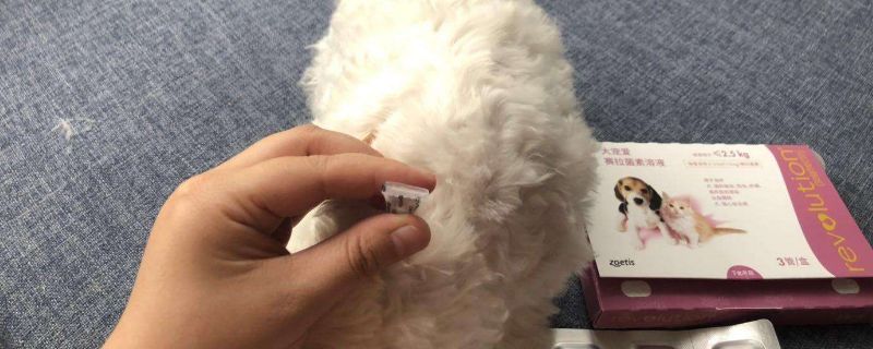 大宠爱怎么用