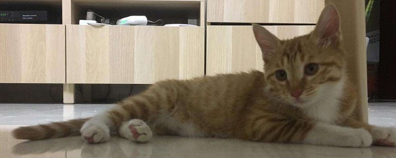 怎么确定猫是不是便秘