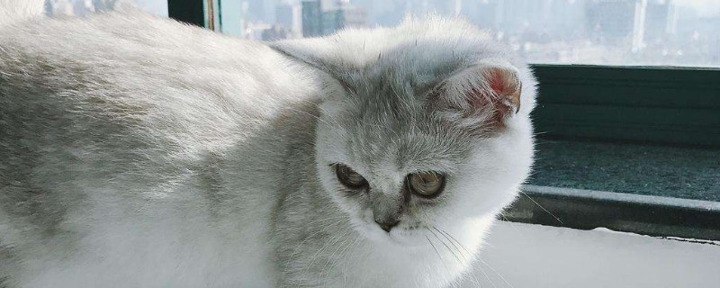 母猫生产后怎么照顾