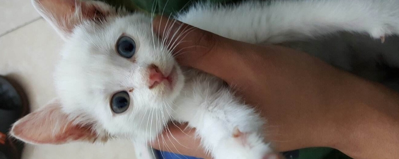 猫有皮屑是怎么回事