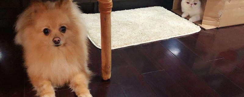 狗狗一周吃几个蛋黄