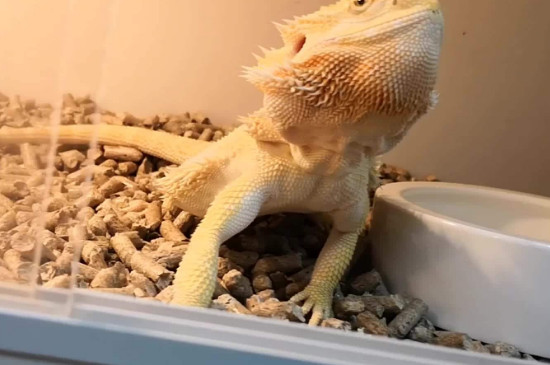 鬃狮蜥怎么养