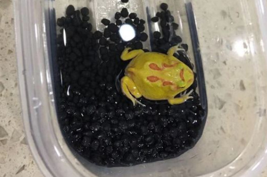 角蛙有毒吗