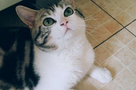 母猫闹猫的表现