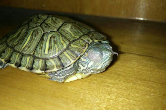 巴西龟一直闭着眼睛不进食